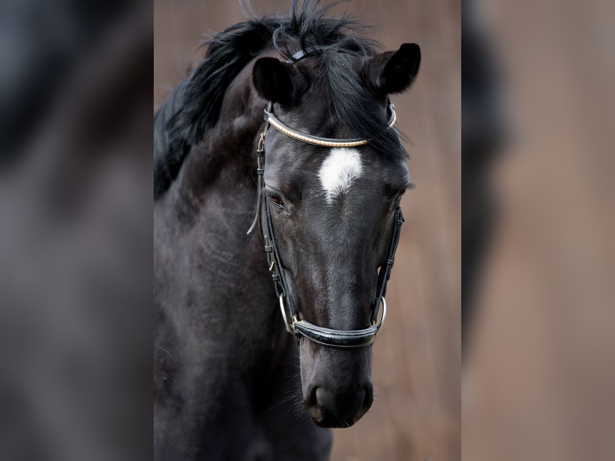 Cavallo da sella tedesco Giumenta 6 Anni 169 cm Baio nero in Eschweiler