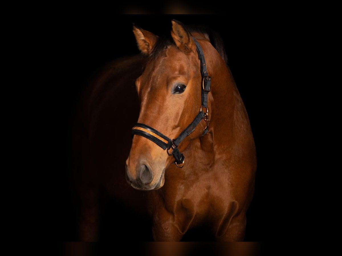 Cavallo da sella tedesco Giumenta 6 Anni 175 cm Baio in Abenberg