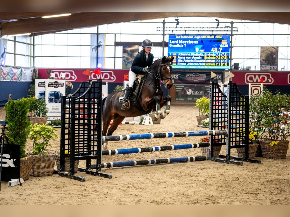 Cavallo da sella tedesco Giumenta 7 Anni 153 cm Baio in Grevenbroich