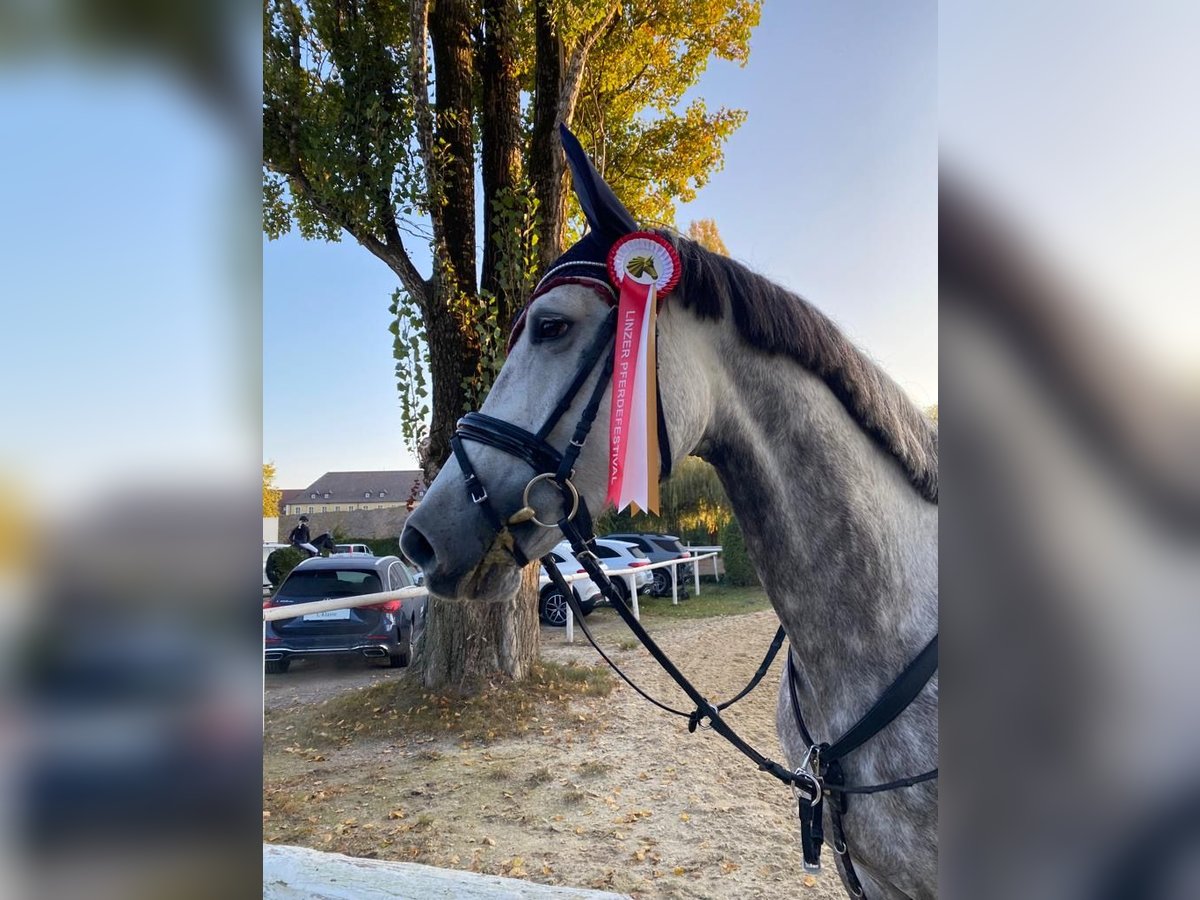 Cavallo da sella tedesco Giumenta 7 Anni 168 cm Grigio in Tragwein