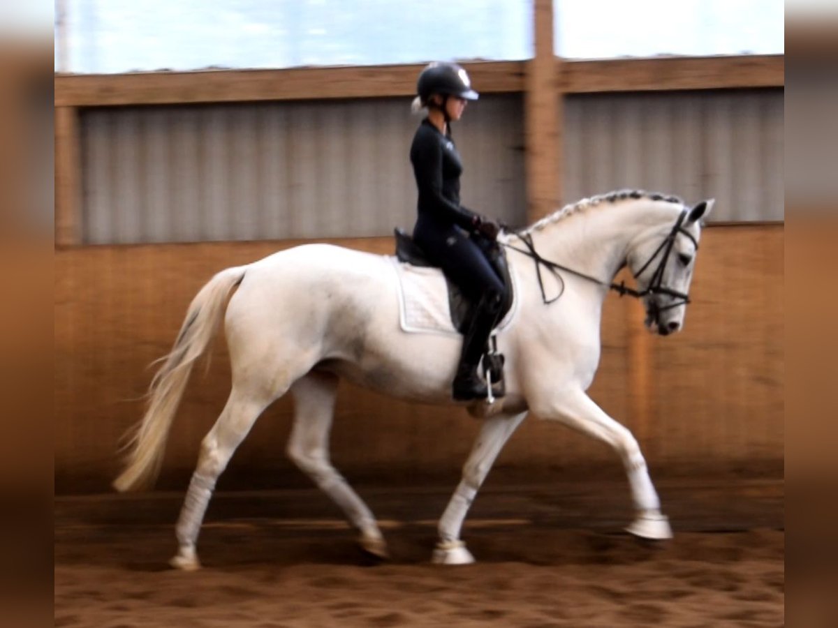 Cavallo da sella tedesco Giumenta 7 Anni 168 cm Pezzato in Fredenbeck