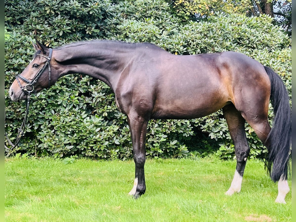 Cavallo da sella tedesco Giumenta 7 Anni 175 cm Baio nero in Melle