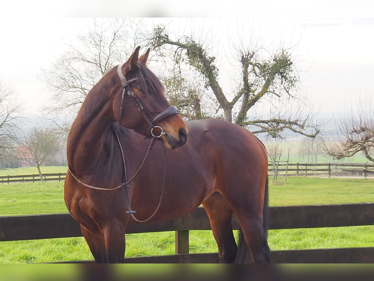 Cavallo da sella tedesco Giumenta 8 Anni 160 cm Baio in Obernkirchen