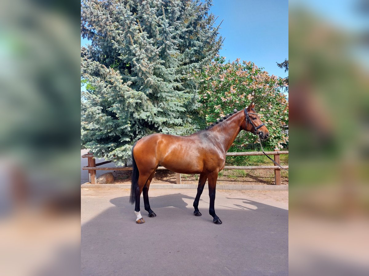 Cavallo da sella tedesco Giumenta 8 Anni 167 cm Baio in Atzendorf