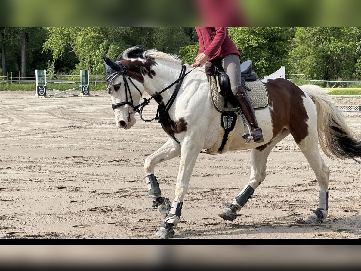Cavallo da sella tedesco Giumenta 9 Anni 155 cm Pezzato in Speyer