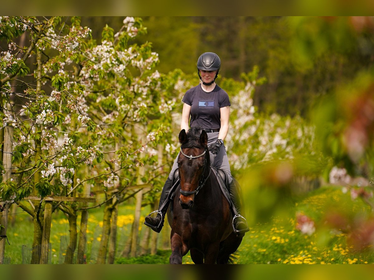 Cavallo da sella tedesco Giumenta 9 Anni 169 cm Baio scuro in Dorsten