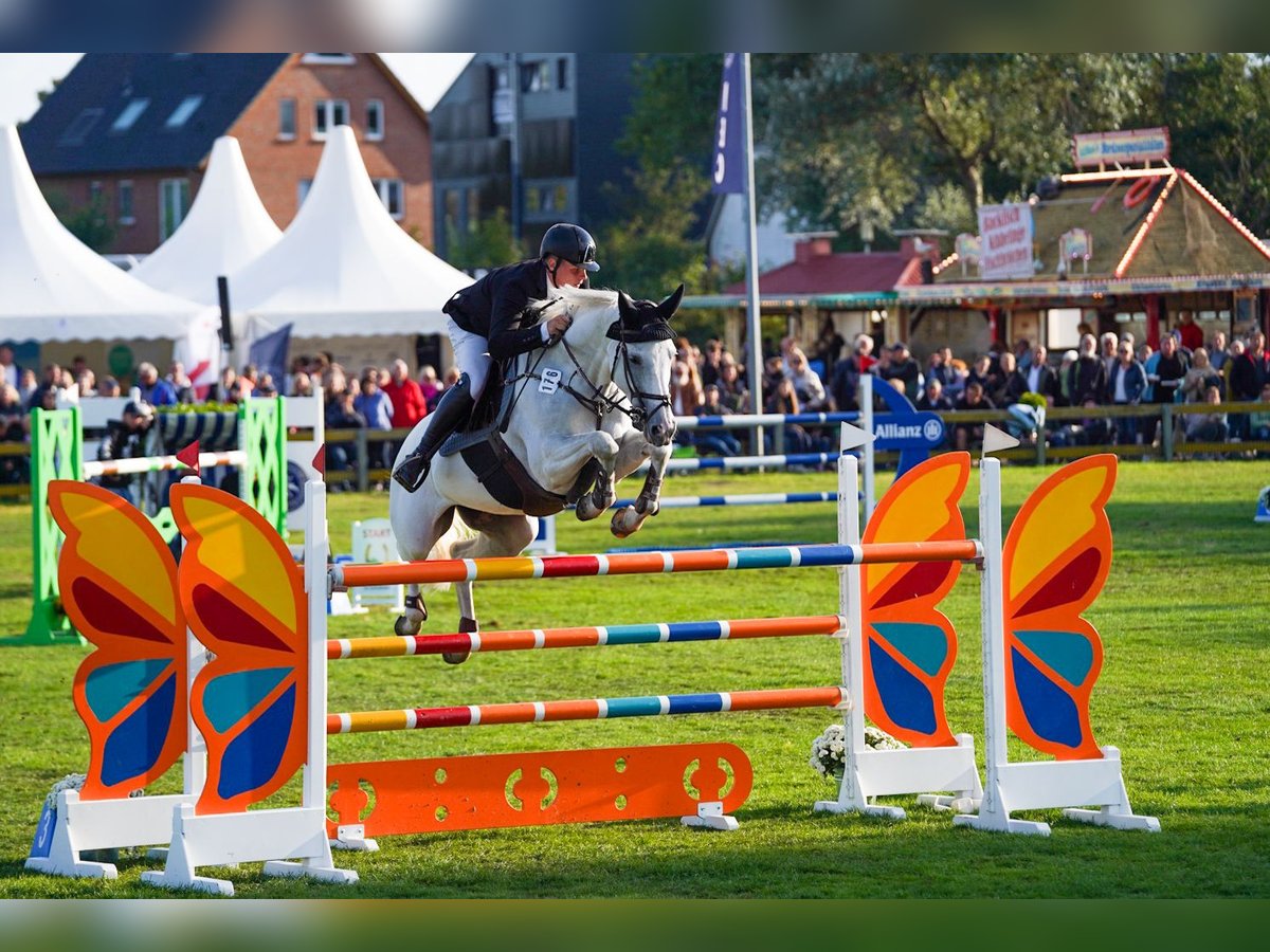 Cavallo da sella tedesco Giumenta 9 Anni 170 cm Grigio in Neunkirchen-Seelscheid