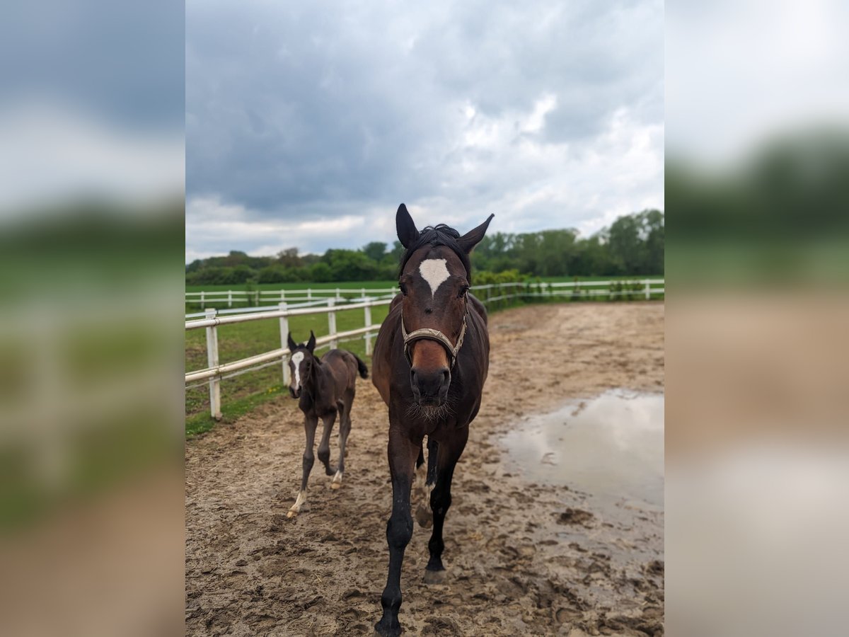 Cavallo da sella tedesco Giumenta 9 Anni 176 cm Baio in Coesfeld