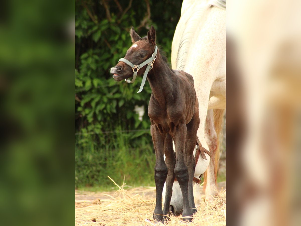 Cavallo da sella tedesco Giumenta  Grigio in Schlagenthin