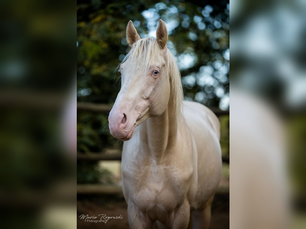 Cavallo da sella tedesco Stallone 15 Anni 160 cm Cremello in Beaumont-Pied-de-Buf