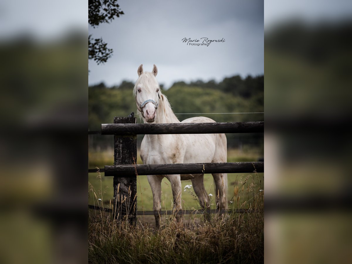 Cavallo da sella tedesco Stallone 16 Anni 162 cm Cremello in Beaumont pied-de-boeuf