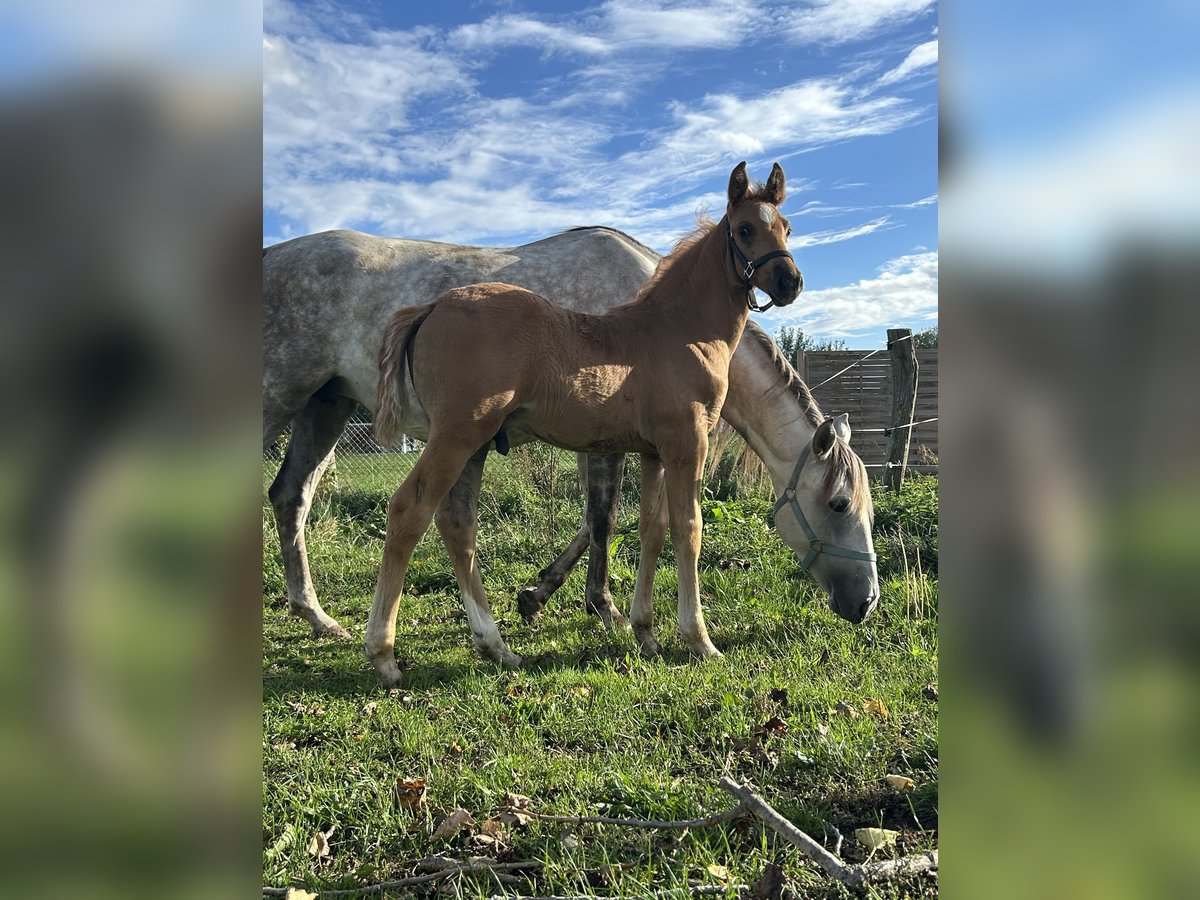 Cavallo da sella tedesco Stallone 1 Anno 165 cm Sauro in Niederer Fäming