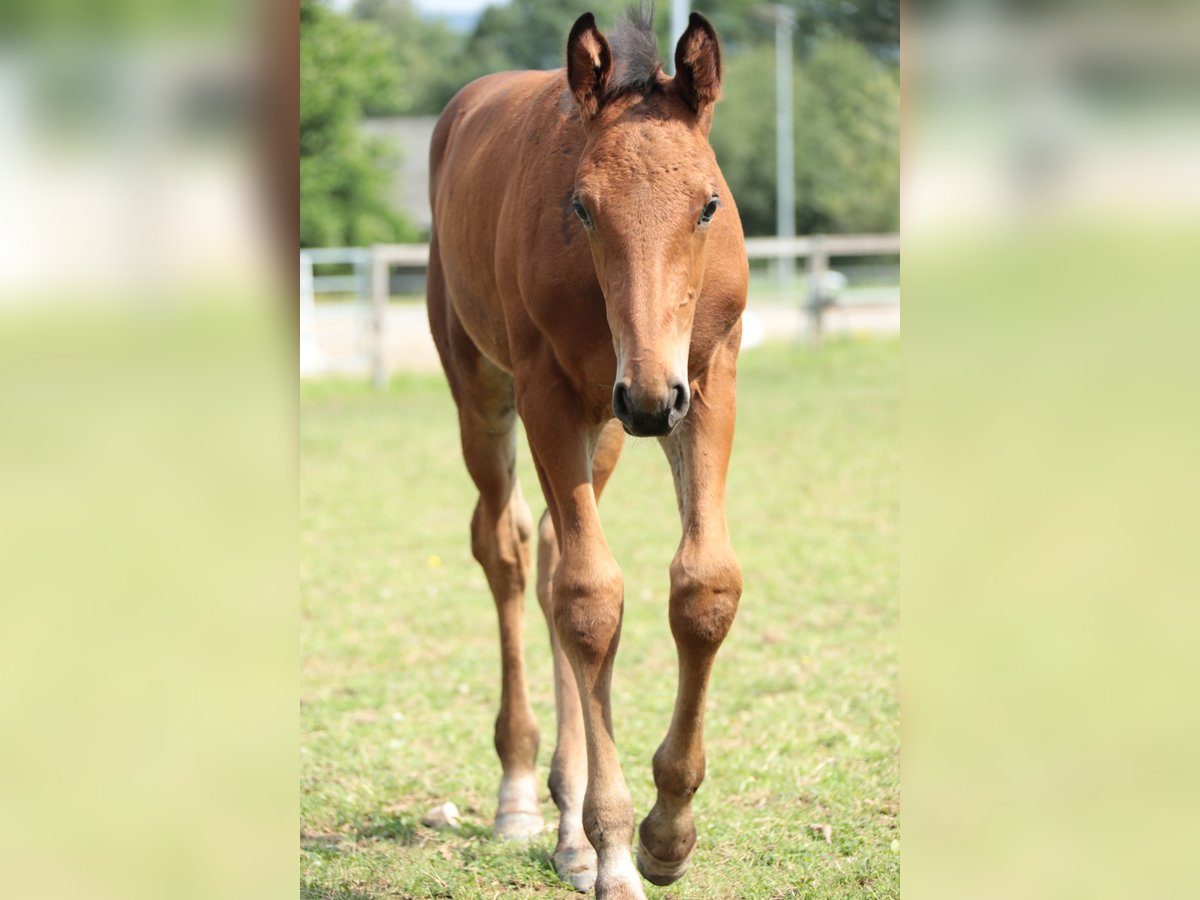 Cavallo da sella tedesco Stallone 1 Anno Baio in Neuenrade