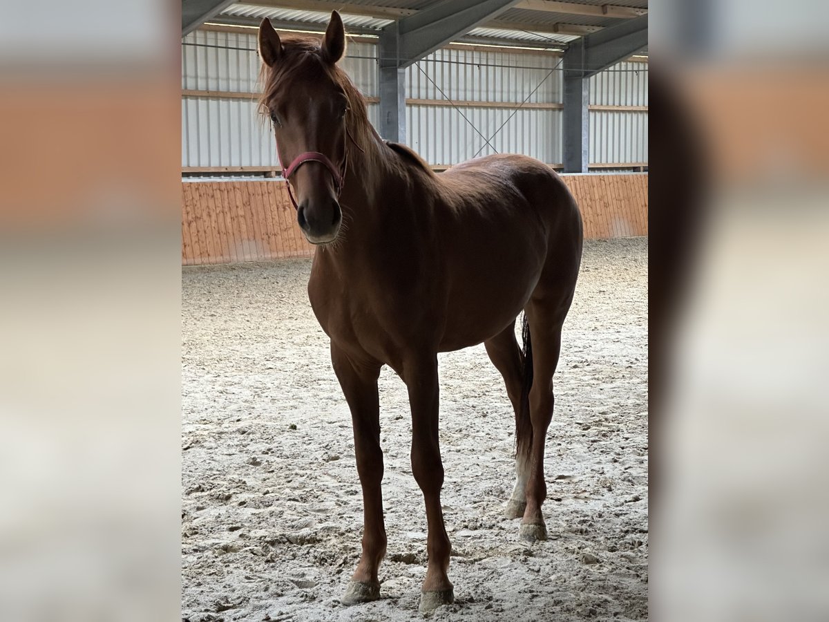Cavallo da sella tedesco Stallone 2 Anni 165 cm Sauro in Molbergen Cavallo da sella tedesco Stallone 2 Anni 165 cm Sauro in Molbergen