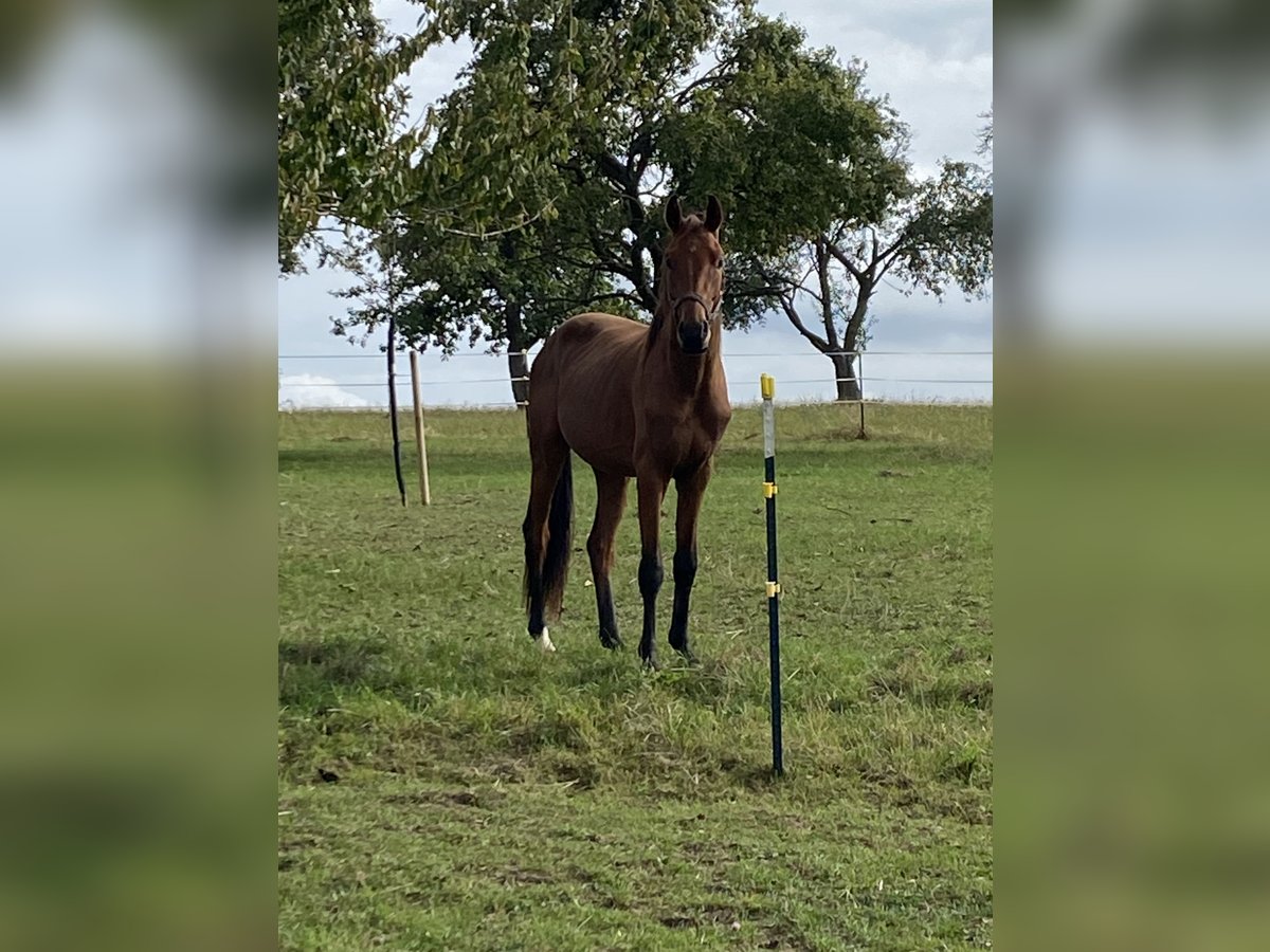 Cavallo da sella tedesco Stallone 2 Anni 170 cm Baio in Königheim