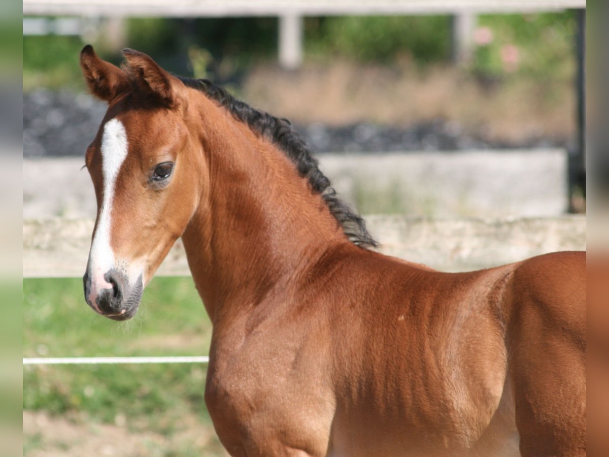 Cavallo da sella tedesco Stallone 2 Anni Baio in Erwitte