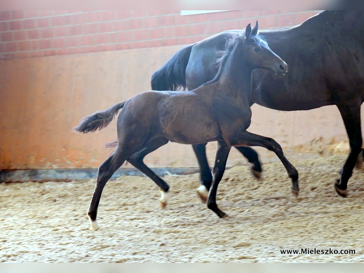 Cavallo da sella tedesco Stallone 2 Anni Baio nero in Paderborn