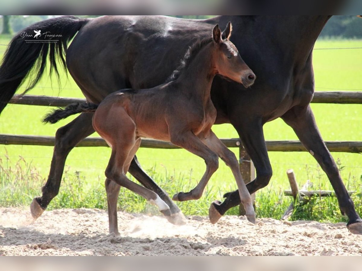 Cavallo da sella tedesco Stallone 2 Anni Baio scuro in Neuenkirchen-Vörden