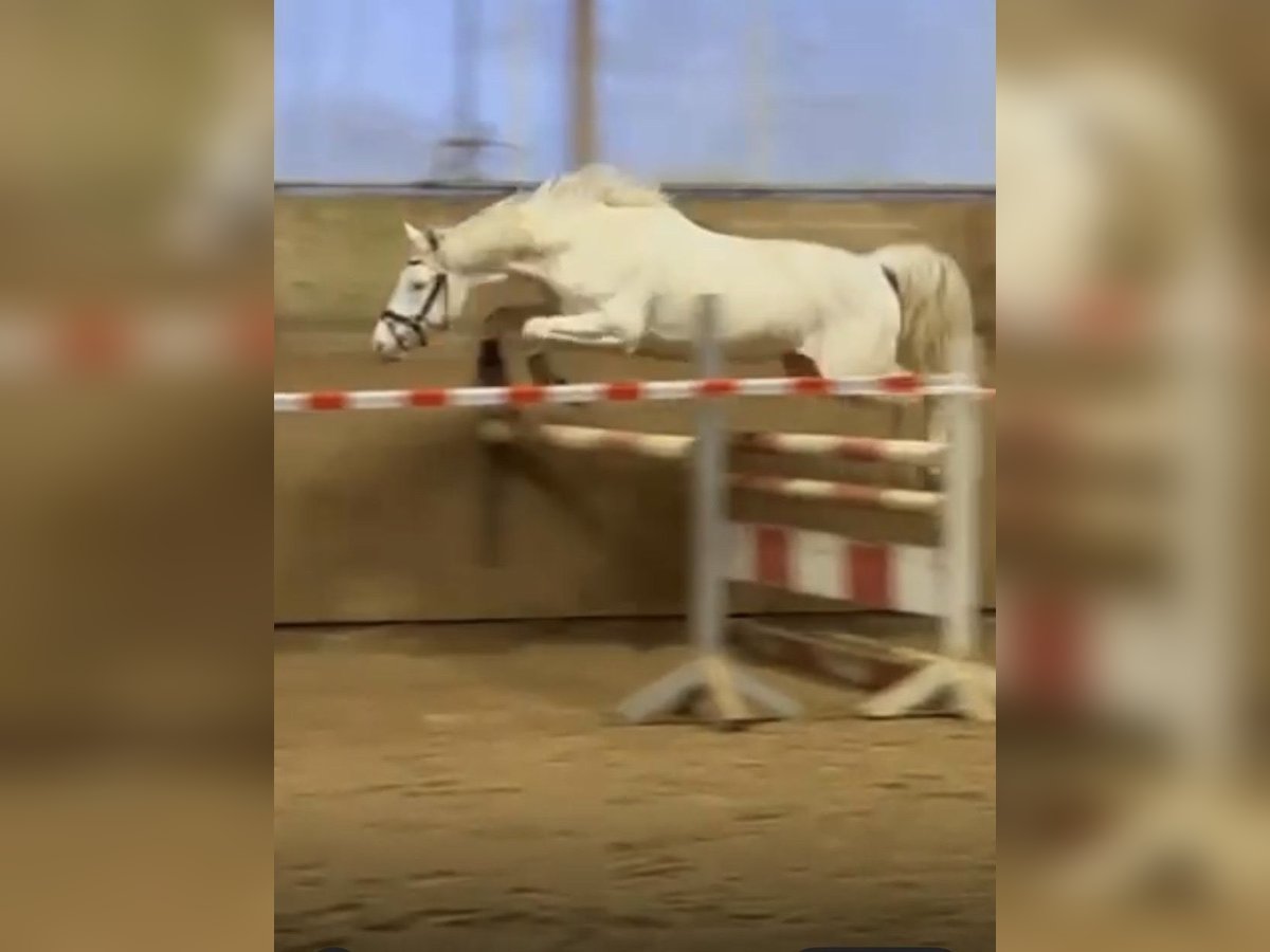 Cavallo da sella tedesco Stallone 3 Anni 158 cm Cremello in Heistenbach