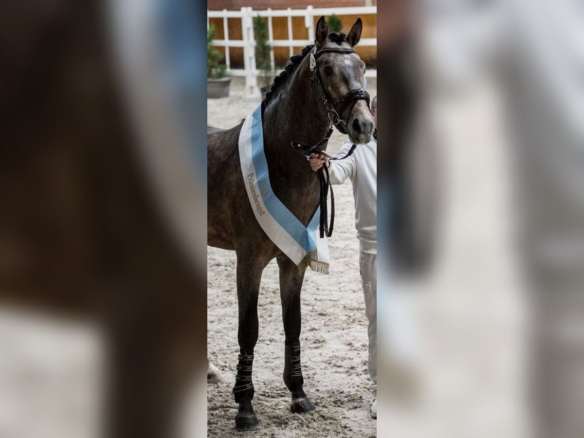 Cavallo da sella tedesco Stallone 3 Anni 173 cm Grigio in Heistenbach