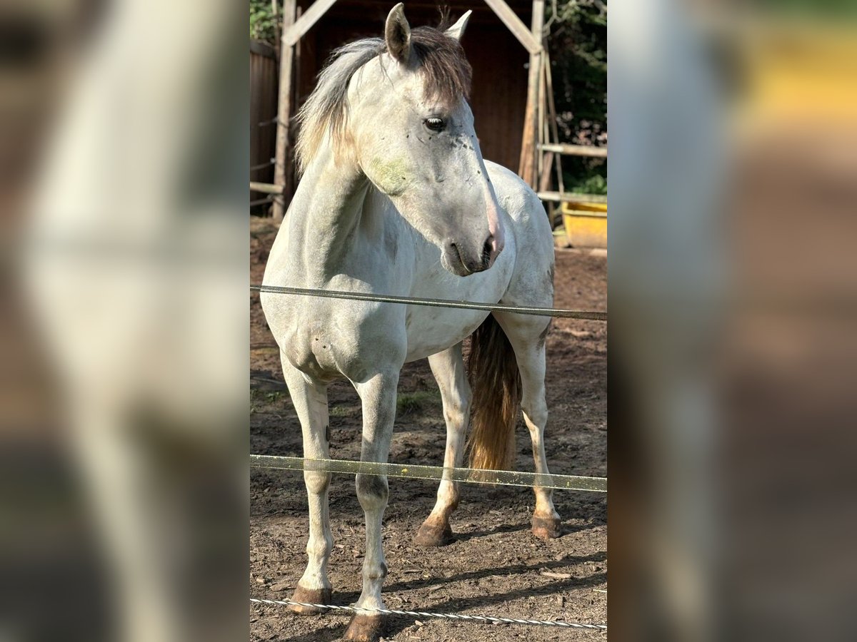 Cavallo da sella tedesco Stallone 7 Anni in Ganderkesee