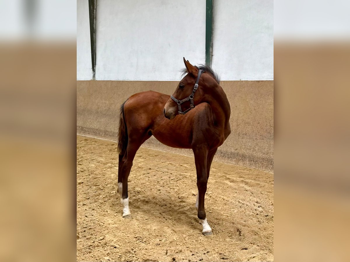 Cavallo da sella tedesco Stallone Puledri (05/2025) Baio in Burgthann