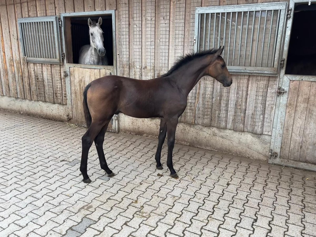 Cavallo da sella tedesco Stallone  Baio in WolfeggWolfegg