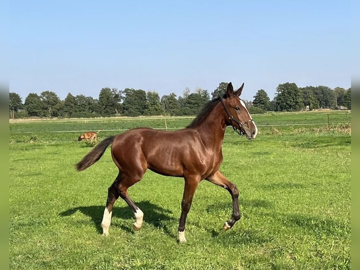 Cavallo da sella tedesco Stallone  Baio in ChüdenSalzwedel