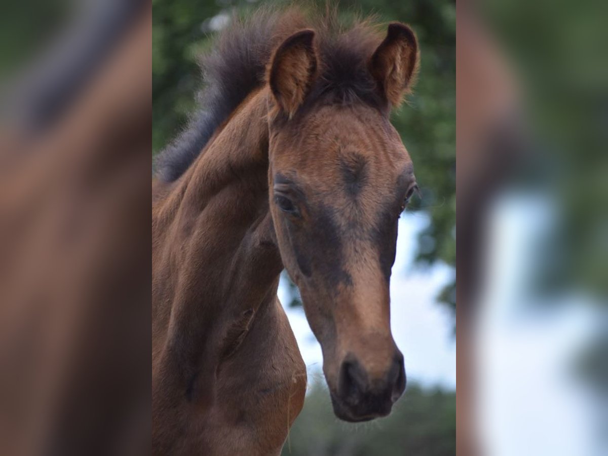 Cavallo da sella tedesco Stallone Puledri (05/2025) Baio scuro in Berlin