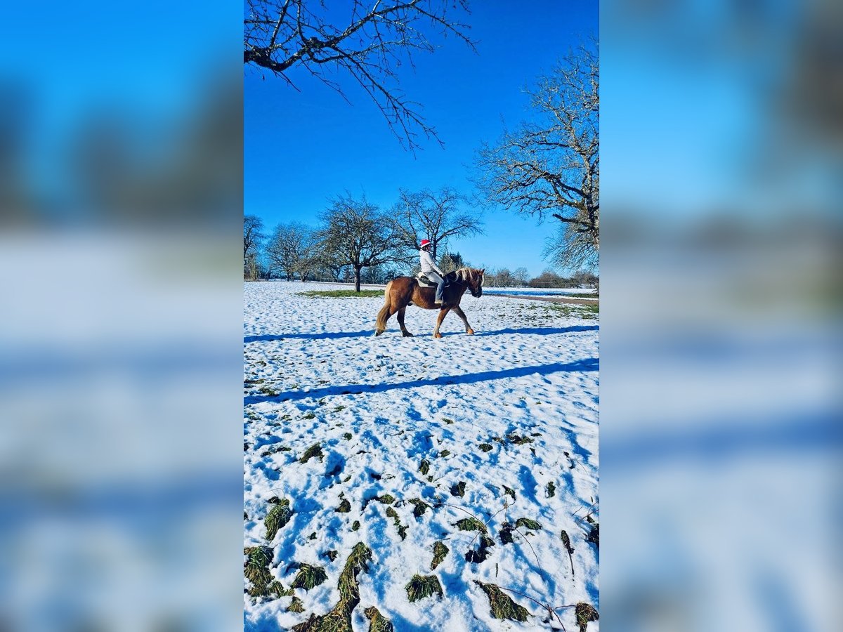 Cavallo della foresta nera Castrone 15 Anni 165 cm Sauro scuro in Wehr