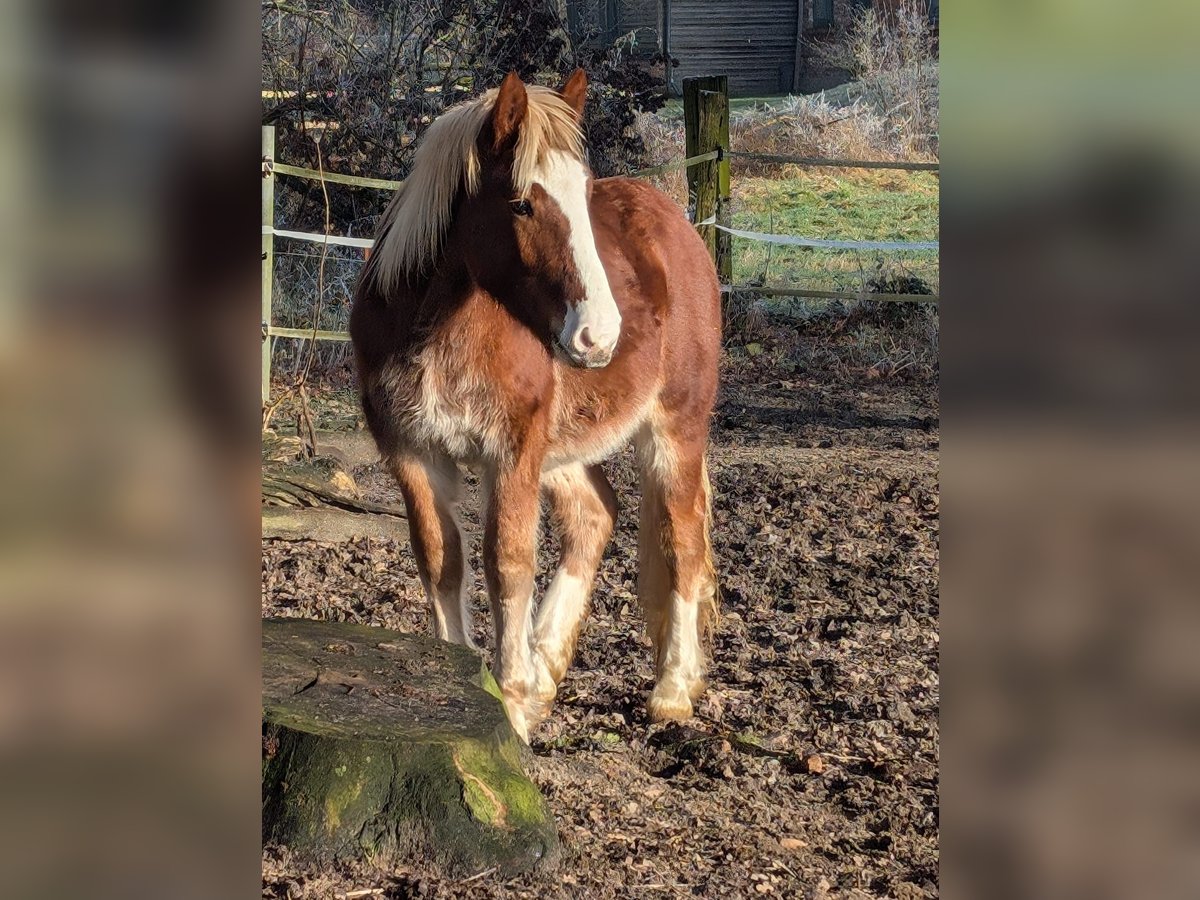 Cavallo della foresta nera Mix Castrone 2 Anni 150 cm Sauro scuro in Jesteburg