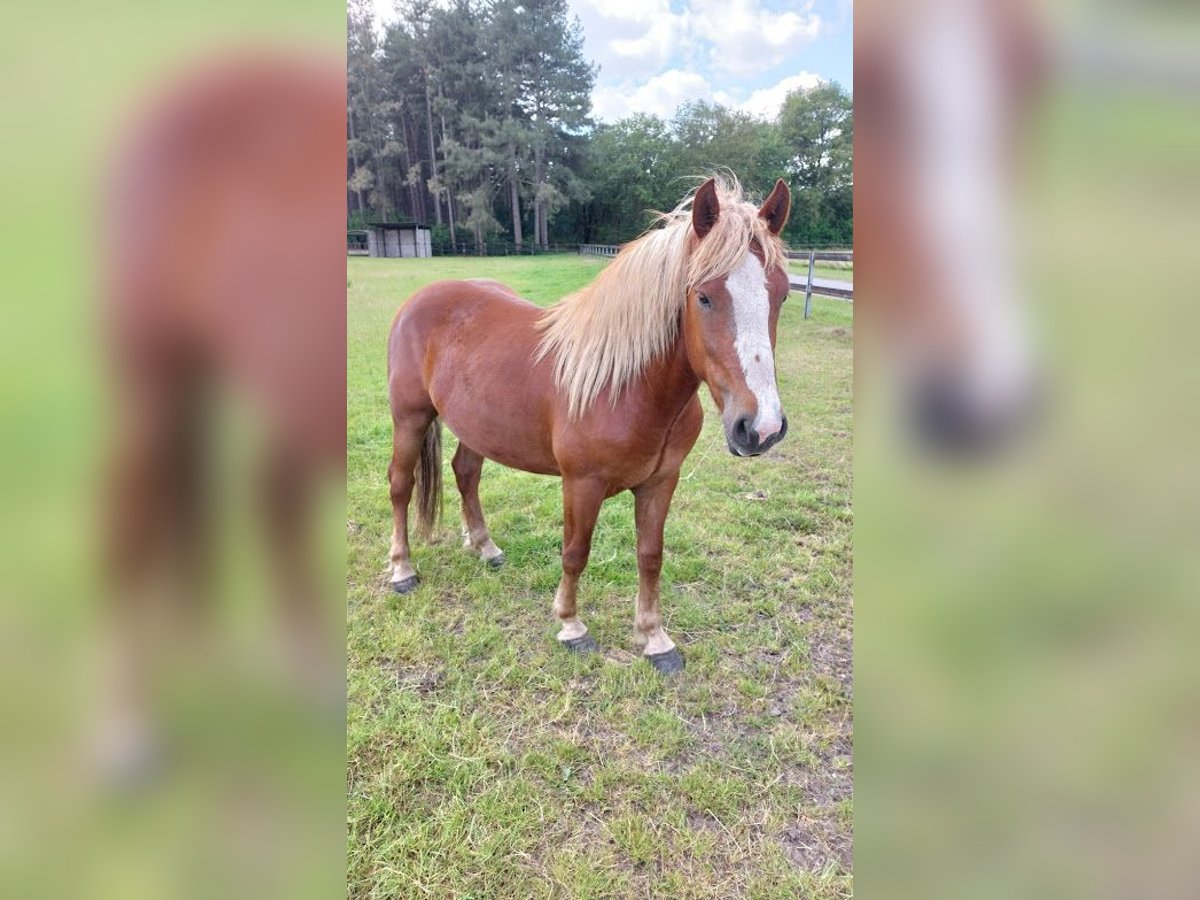 Cavallo della foresta nera Castrone 2 Anni Sauro scuro in Bocholt