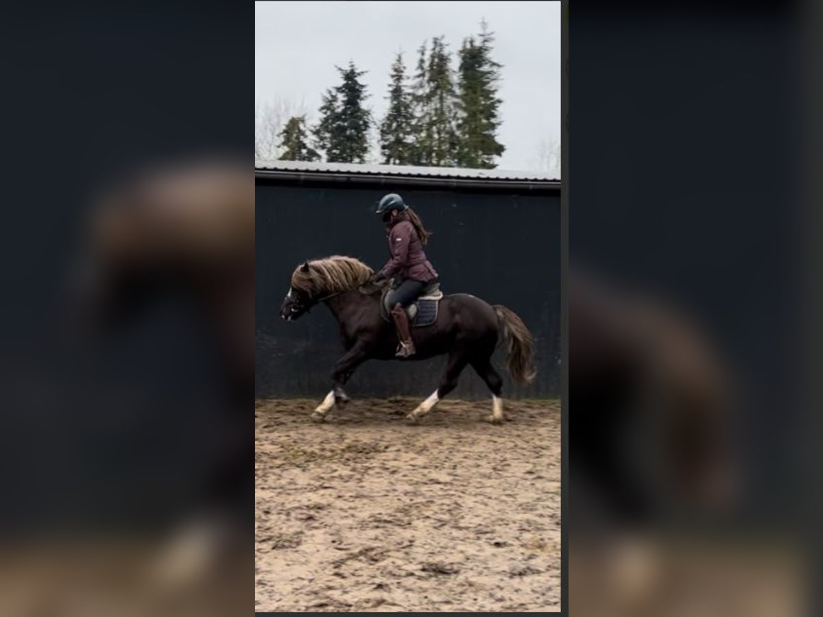 Cavallo della foresta nera Castrone 4 Anni 143 cm Sauro scuro in Fincken