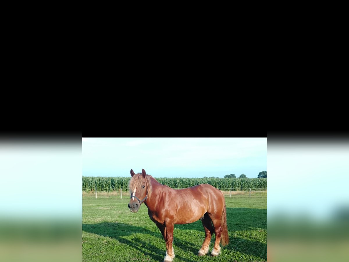 Cavallo della foresta nera Mix Castrone 4 Anni 164 cm Sauro in Werlte