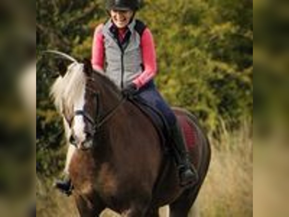 Cavallo della foresta nera Castrone 8 Anni 152 cm Sauro scuro in Dronfield