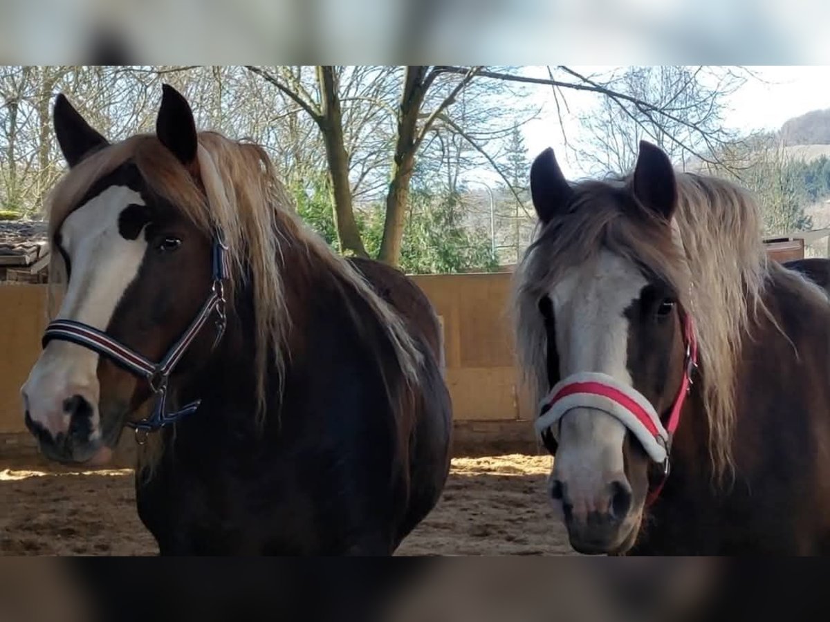 Cavallo della foresta nera Giumenta 10 Anni 160 cm Sauro scuro in Rutsweiler/Lauter