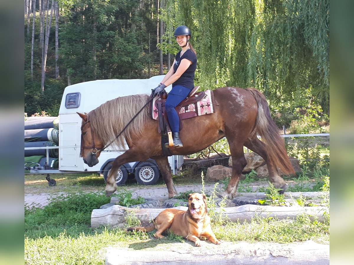 Cavallo della foresta nera Mix Giumenta 14 Anni 152 cm Roano rosso in Bayerbach