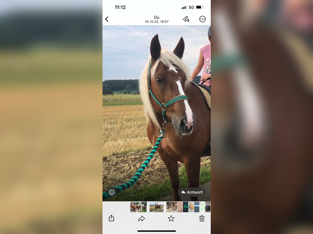 Cavallo della foresta nera Giumenta 16 Anni in Dornhan