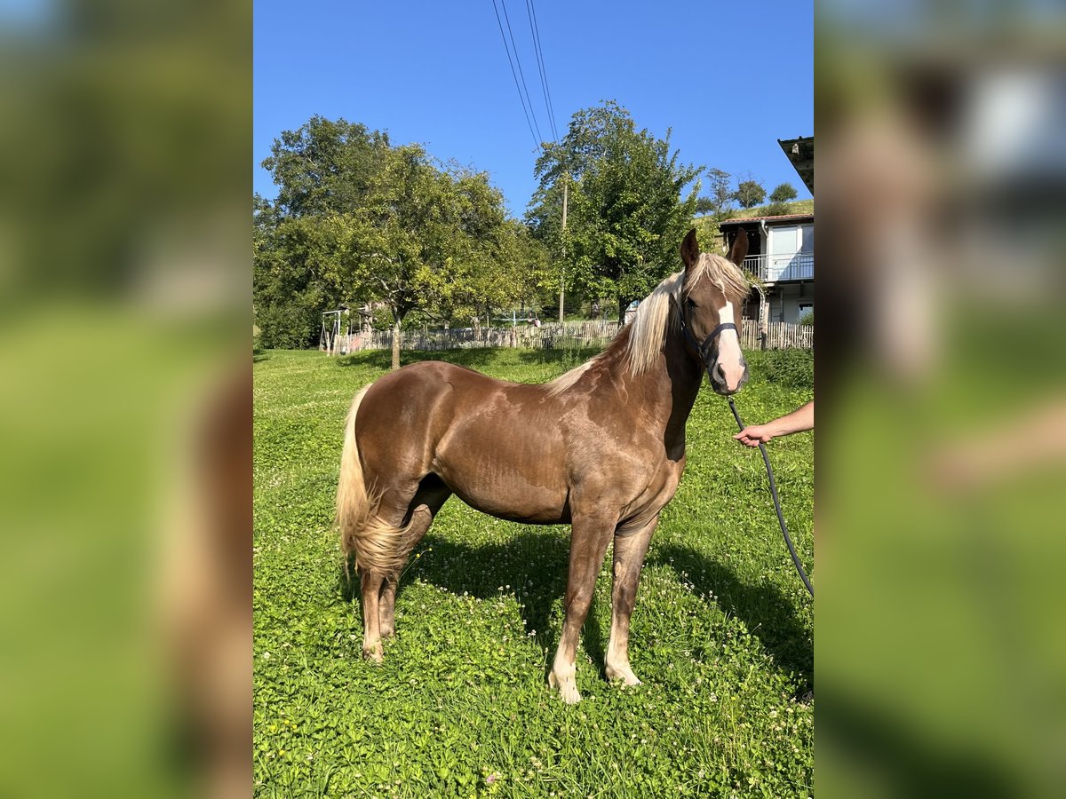 Cavallo della foresta nera Giumenta 1 Anno 152 cm Sauro scuro in Freiamt