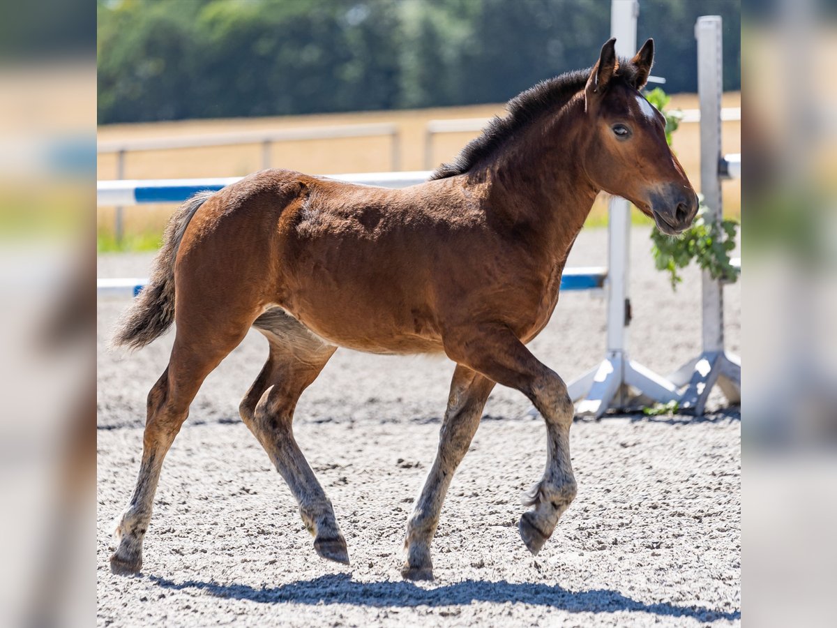 Cavallo della foresta nera Giumenta 2 Anni 150 cm Baio in Sulz am Neckar