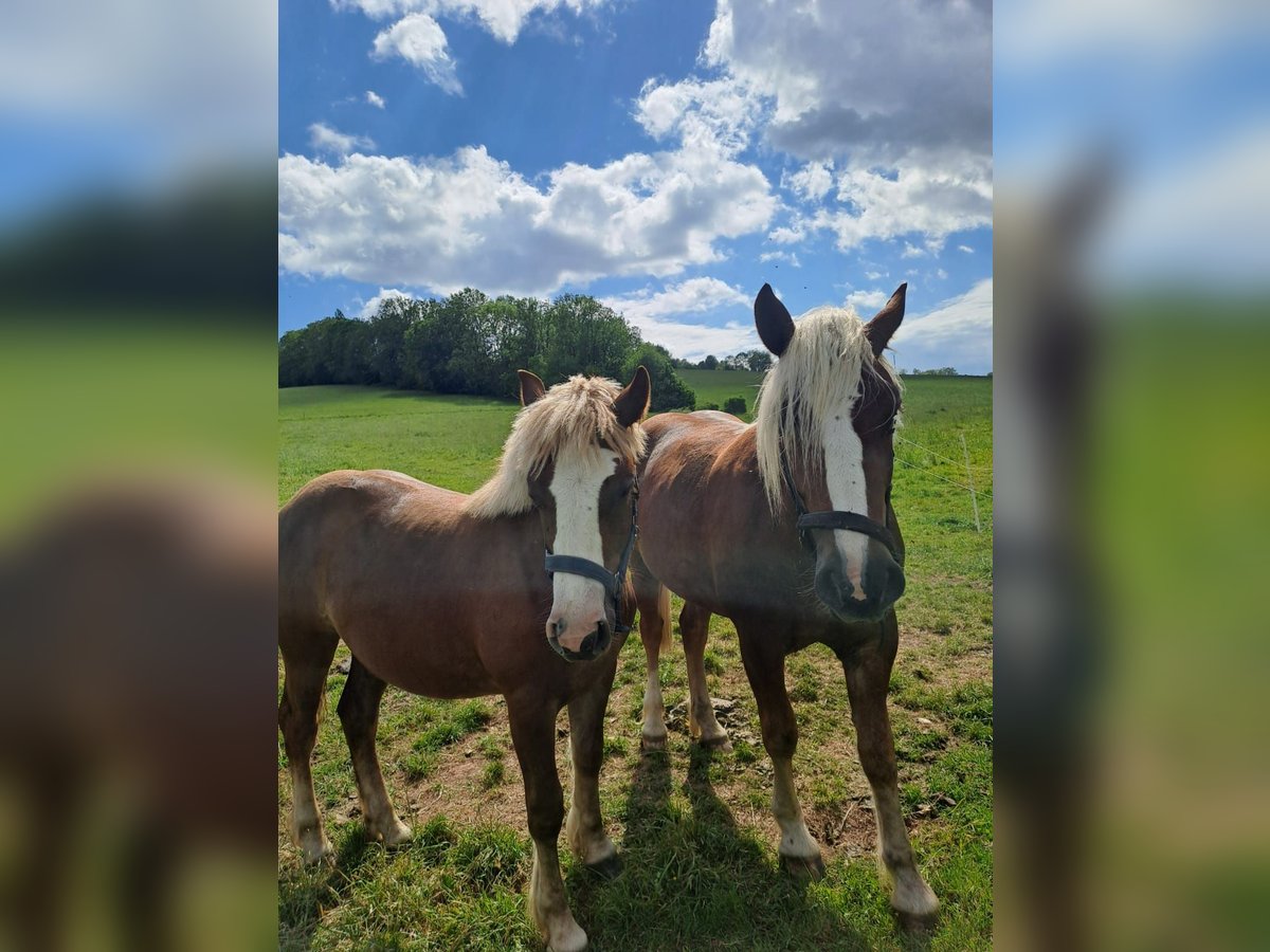 Cavallo della foresta nera Giumenta 2 Anni Sauro scuro in Ferna