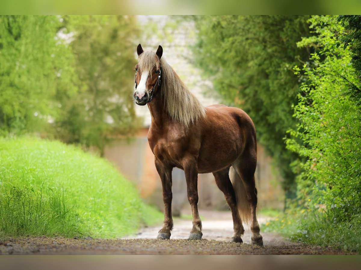 Cavallo della foresta nera Giumenta 5 Anni 145 cm in Schliengen