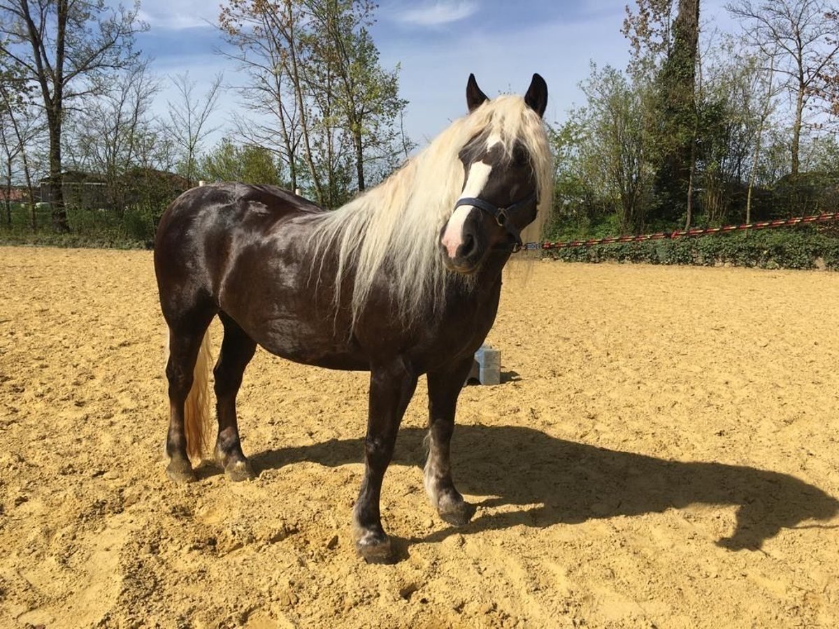 Cavallo della foresta nera Giumenta 7 Anni 155 cm Sauro scuro in Wildberg