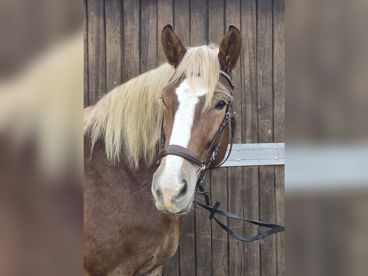 Cavallo della foresta nera Mix Giumenta 8 Anni 156 cm in Mülheim an der Ruhr