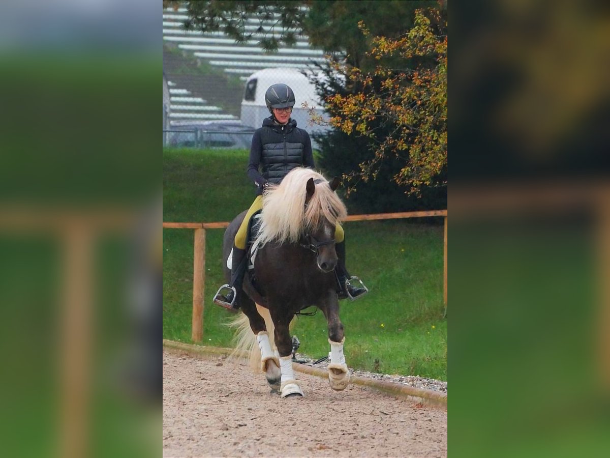 Cavallo della foresta nera Giumenta 9 Anni 156 cm Sauro scuro in Bad Wurzach