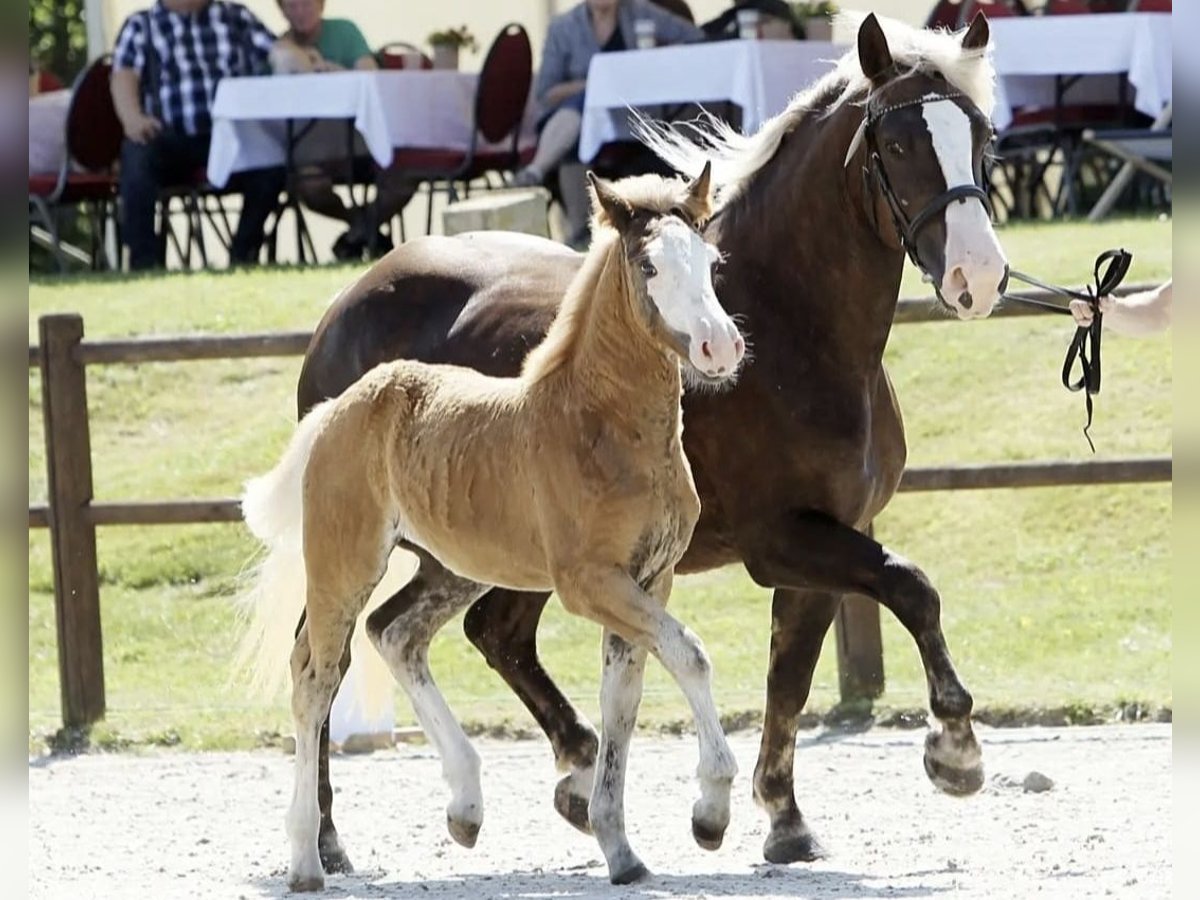 Cavallo della foresta nera Giumenta Puledri (05/2025) 152 cm Sauro scuro in Baumgarten