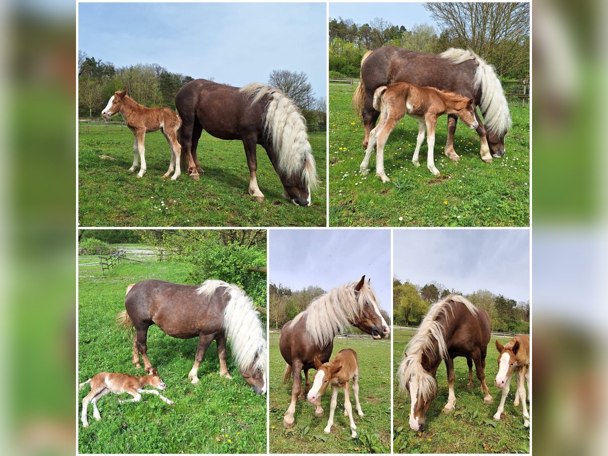 Cavallo della foresta nera Giumenta Puledri
 (01/2024) in Ebersbach an der Fils