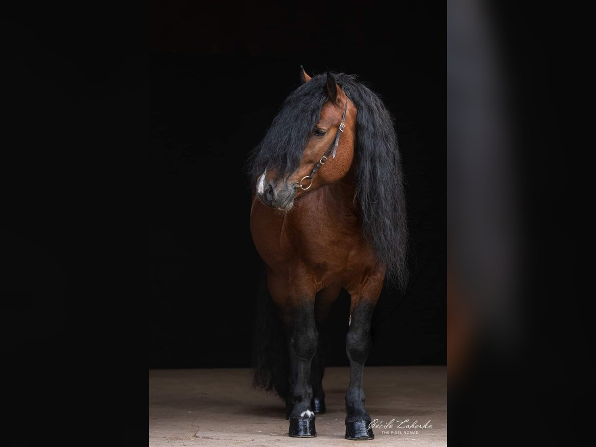 Cavallo della foresta nera Stallone 12 Anni Baio in Villingen-Schwenningen