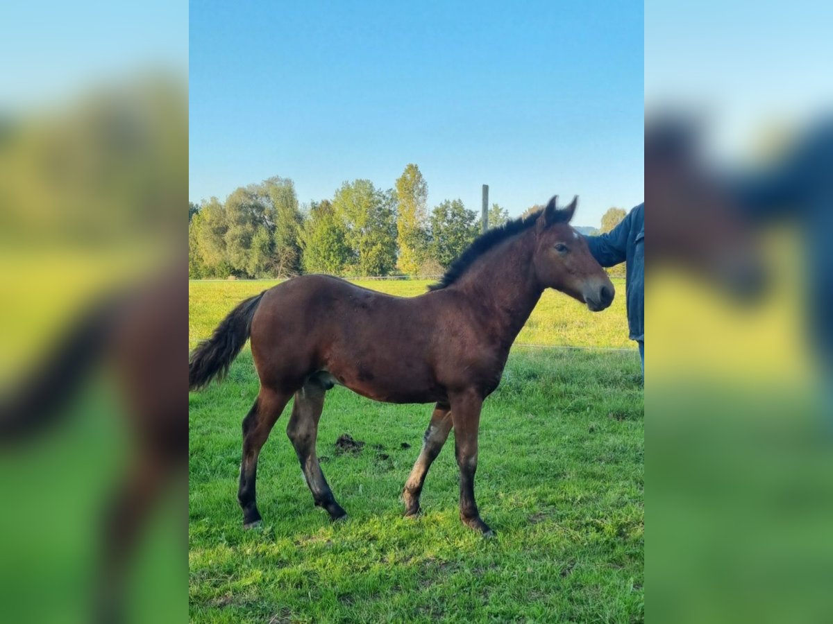 Cavallo della foresta nera Stallone 1 Anno Baio in Berg