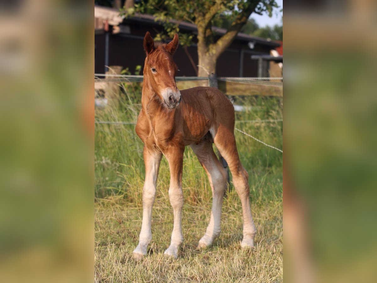 Cavallo della foresta nera Stallone  155 cm Sauro scuro in Ankum